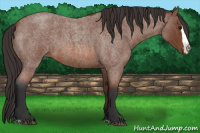 Horse Color:Bay Roan Splash 