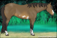 Horse Color:Buckskin Tobiano Frame 