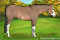 Horse Color:Bay Dun Splash Frame