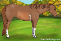 Horse Color:Chestnut Tobiano 