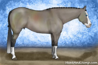 Horse Color:Brown Dun Splash
