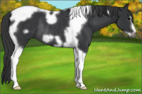 Horse Color:Black Tobiano Frame Rabicano