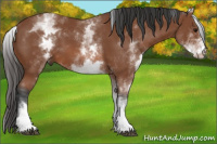 Horse Color:White Spotted Bay 