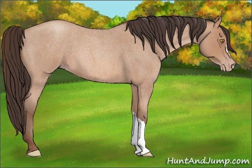 Horse Color: Amber Champagne Roan 