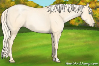 Horse Color:Palomino Pearl Dun Sabino