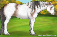 Horse Color:White Spotted Bay