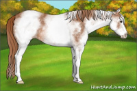 Horse Color:White Spotted Chestnut 