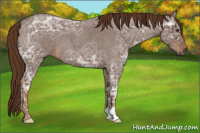 Horse Color:Gray Red Ice Roan 