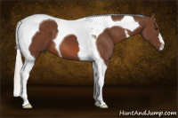 Horse Color:Silver Bay Tobiano