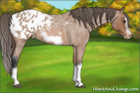 Horse Color:Bay Roan Splash Frame Appaloosa 