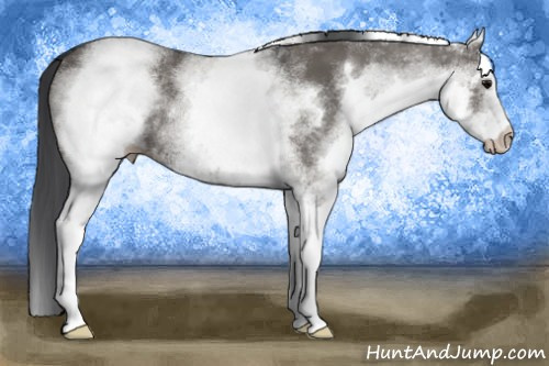 Horse Color: White Spotted Grullo 