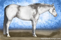 Horse Color:White Spotted Grullo