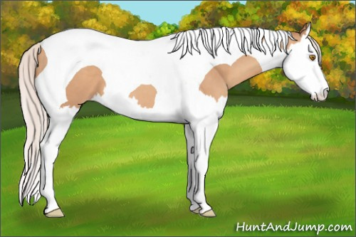 Horse Color: Silver Sable Champagne Splash Tobiano 