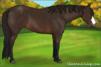 Horse Color:Gray Bay 
