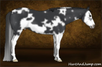 Horse Color:White Spotted Black Splash Frame