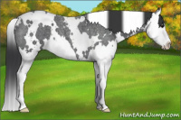 Horse Color:White Spotted Blue Roan Splash