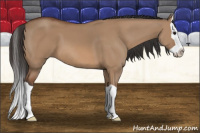Horse Color:Bay Dun Splash