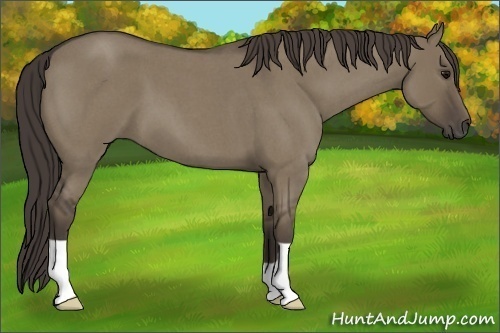 Horse Color: Unknown 