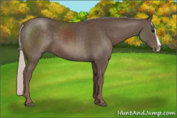 Horse Color:Silver Black Splash