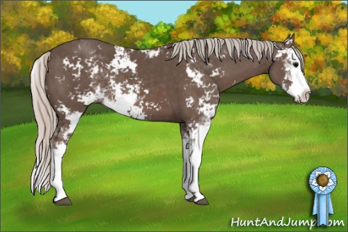 Horse Color: Silver Black Sabino Splash 
