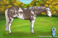 Horse Color:Silver Black Sabino Splash