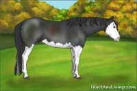 Horse Color:Black Sabino Splash 
