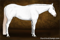 Horse Color:White Spotted Chestnut Splash Appaloosa 