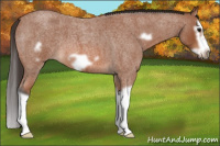 Horse Color:Bay Roan Splash Frame