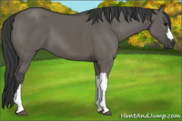 Horse Color:Grullo 