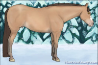 Horse Color:Amber Champagne 