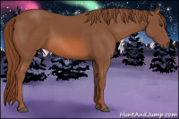 Horse Color:Liver Chestnut Sabino 