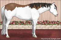 Horse Color:Bay Splash 