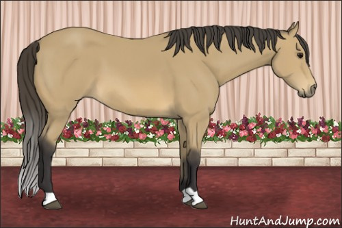 Horse Color: Buckskin 
