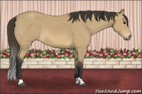 Horse Color:Buckskin 