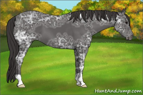 Horse Color: Unknown 