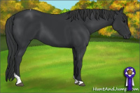 Horse Color:Black Tobiano 