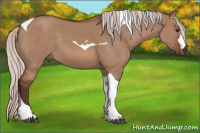 Horse Color:Silver Bay Dun Tobiano 