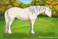 Horse Color:Cremello Sabino