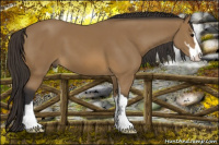 Horse Color:Buckskin Sabino