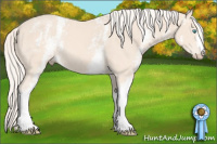 Horse Color:White Spotted Cremello 