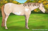 Horse Color:White Spotted Buckskin Pearl Frame 
