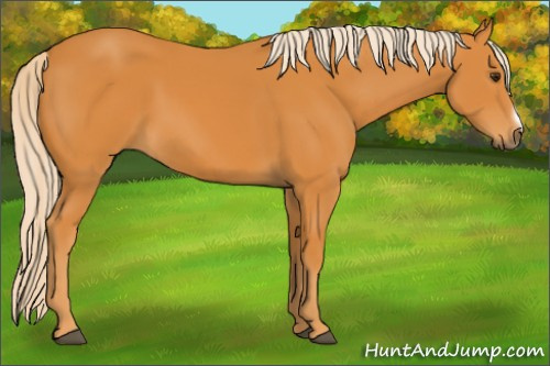 Horse Color: Chocolate Palomino Frame 