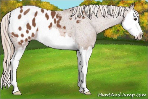 Horse Color: Chestnut Splash Blanket 
