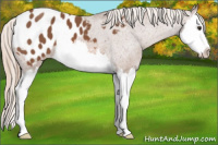 Horse Color:Chestnut Splash Appaloosa 