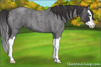 Horse Color:Smoky Blue Roan Sabino Splash