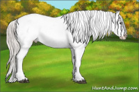 Horse Color:Silver Bay Appaloosa 