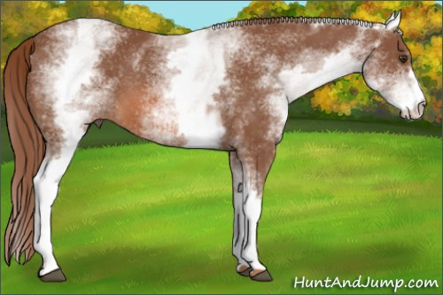 Horse Color: White Spotted Liver Chestnut 