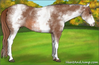 Horse Color:White Spotted Liver Chestnut 
