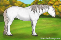 Horse Color:White Spotted Silver Black 