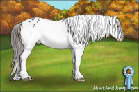 Horse Color:Black Sabino Appaloosa 